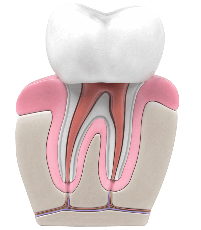A diagram showing the root system below a tooth